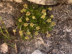 Actinotus moorei