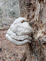 Fomes fomentarius