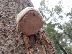 Fomes fomentarius