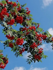 Sorbus aucuparia