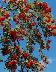 Sorbus aucuparia