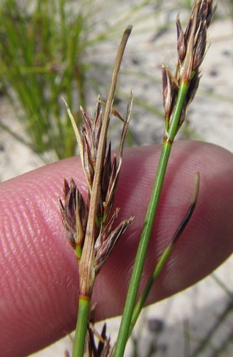 Fleshy Veldrush (Schoenus auritus)