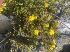 Hibbertia prostrata