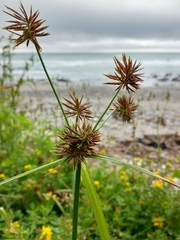 Cyperus congestus