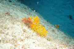 Leptogorgia capverdensis