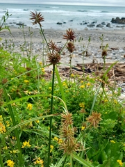 Cyperus congestus