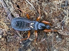 Ectomocoris melanogaster
