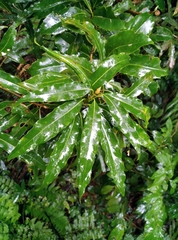 Litsea acuminata