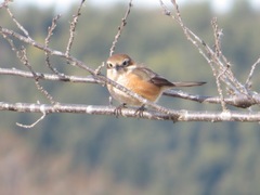 Lanius bucephalus