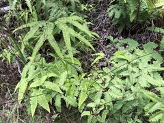 Sticherus owhyhensis