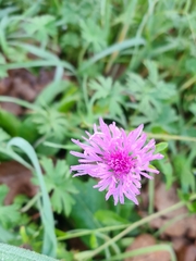 Centaurea