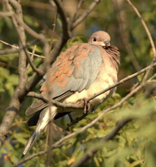 Streptopelia senegalensis senegalensis