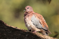 Streptopelia senegalensis senegalensis