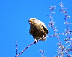 Falco rupicoloides