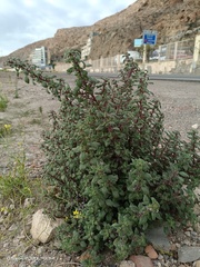 Forsskaolea tenacissima