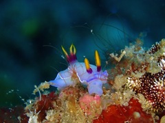 Hypselodoris