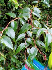 Gaultheria leucocarpa