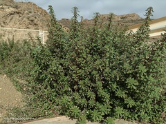 Forsskaolea tenacissima