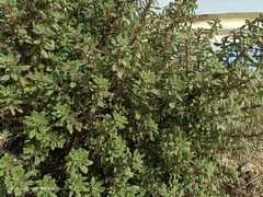 Forsskaolea tenacissima