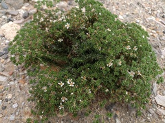 Frankenia pulverulenta