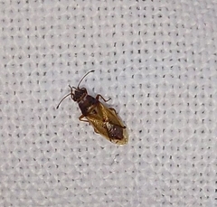 Cymus melanocephalus