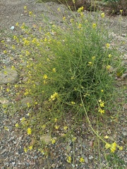 Diplotaxis harra lagascana