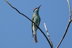 Merops viridis