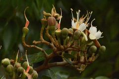 Hymenaea