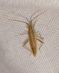 Stenodema calcarata