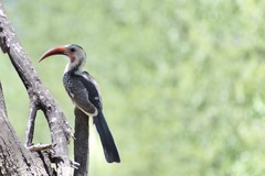 Tockus damarensis