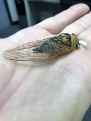 Megatibicen pronotalis