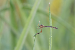 Leptogaster