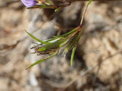 Dicliptera aculeata