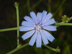 Cichorium