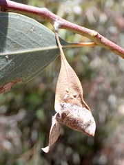 Cymbacha