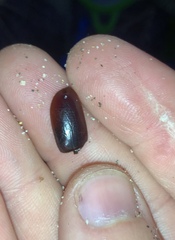 Pericoptus truncatus