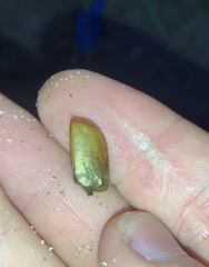 Pericoptus truncatus