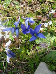 Gentianopsis ciliata ciliata