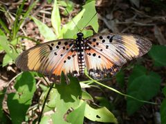Pseudacraea boisduvalii