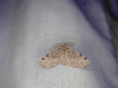 Achrosis costimaculata