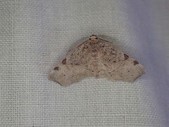 Achrosis costimaculata