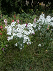 Euphorbia marginata