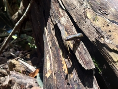 Silvascincus murrayi