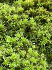 Syntrichia montana