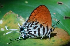 Drupadia ravindra