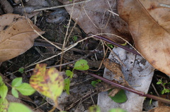 Hemiphyllodactylus chiangmaiensis