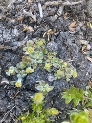 Actinotus bellidioides