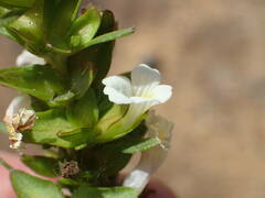Bacopa crenata