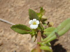 Bacopa crenata