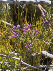 Comesperma retusum